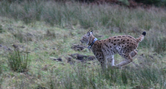 Luchs Reinhold