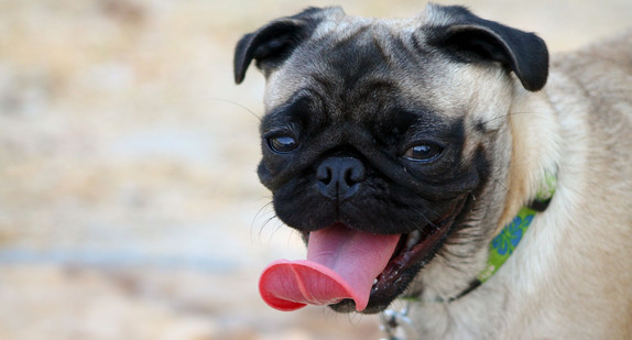 Mops