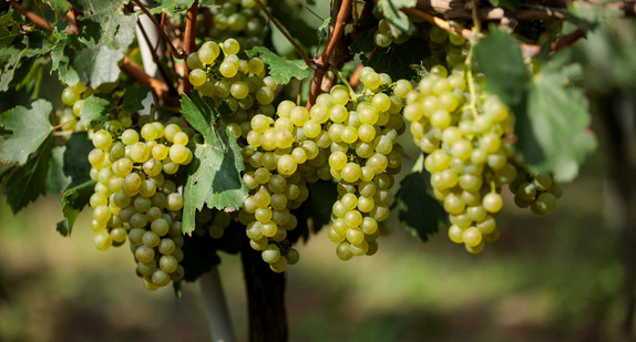 Weintrauben im Weinberg