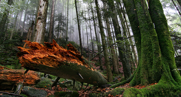 im Zweribach-Bannwald © Wolfgang Herman