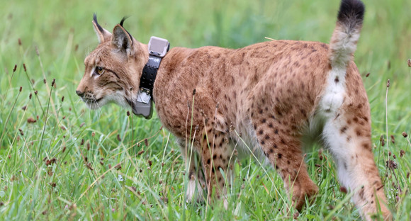 Luchs Nero