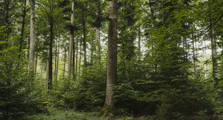 Mischwald