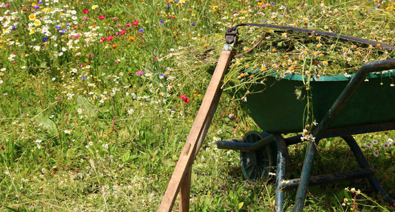 Blumenwiese mit Sense