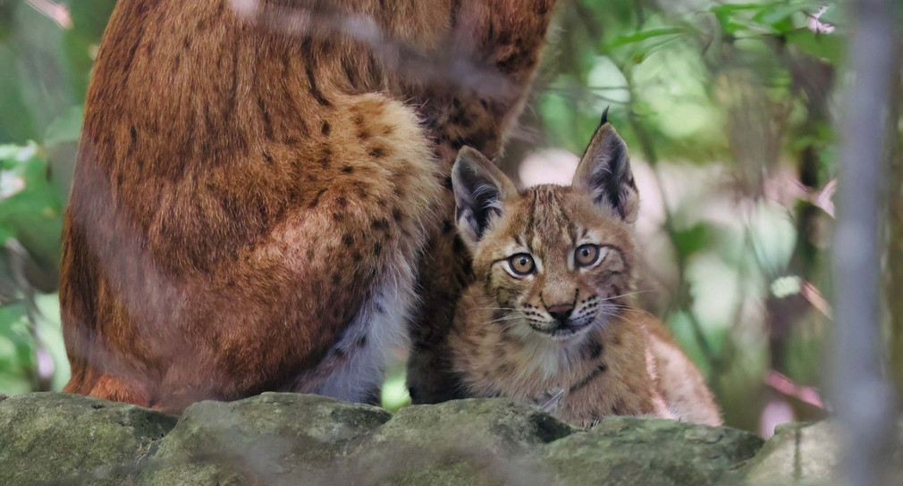 Das Luchs-Weibchen Verena als Jungtier
