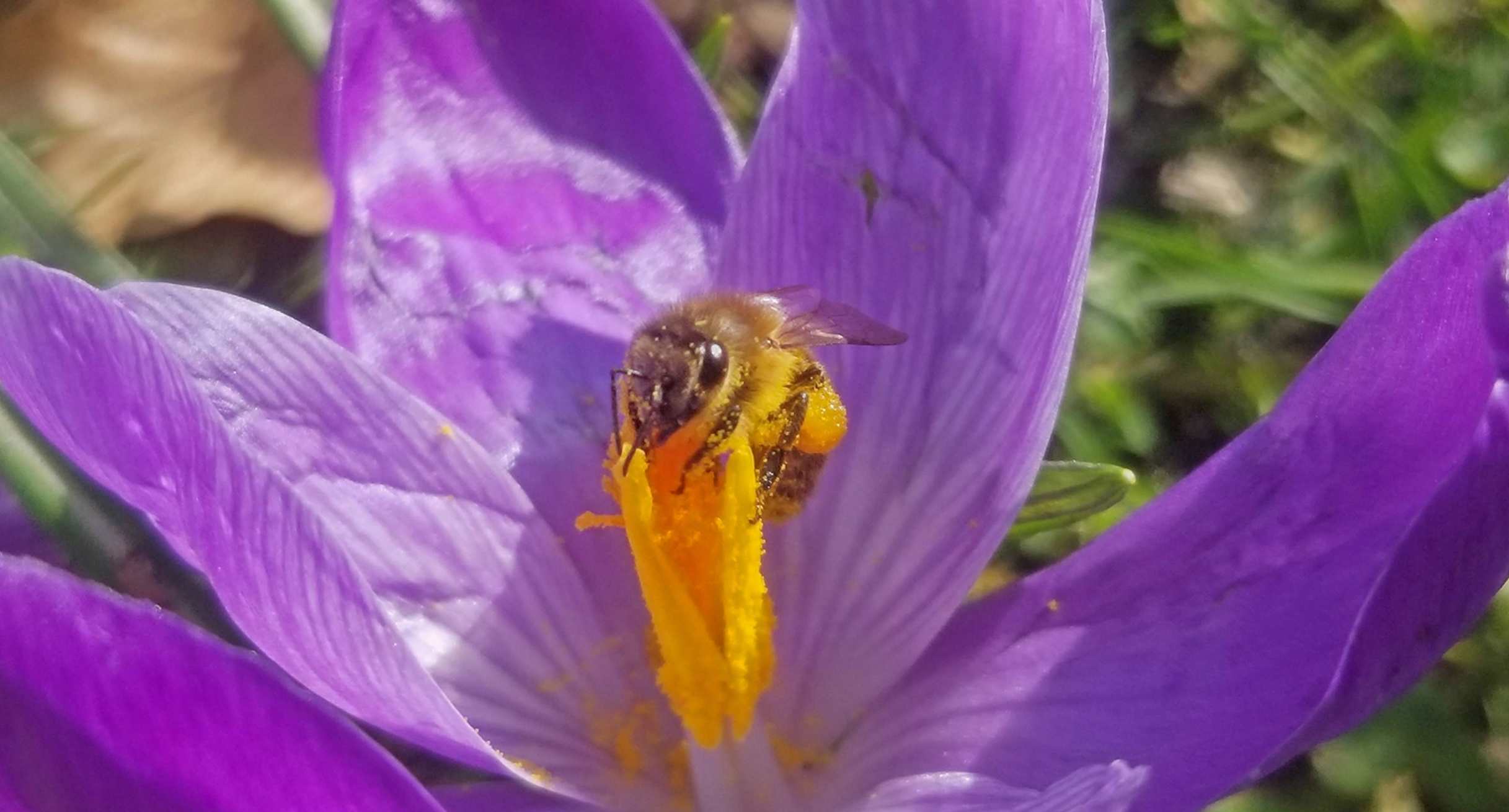 Honigbiene auf Krokus