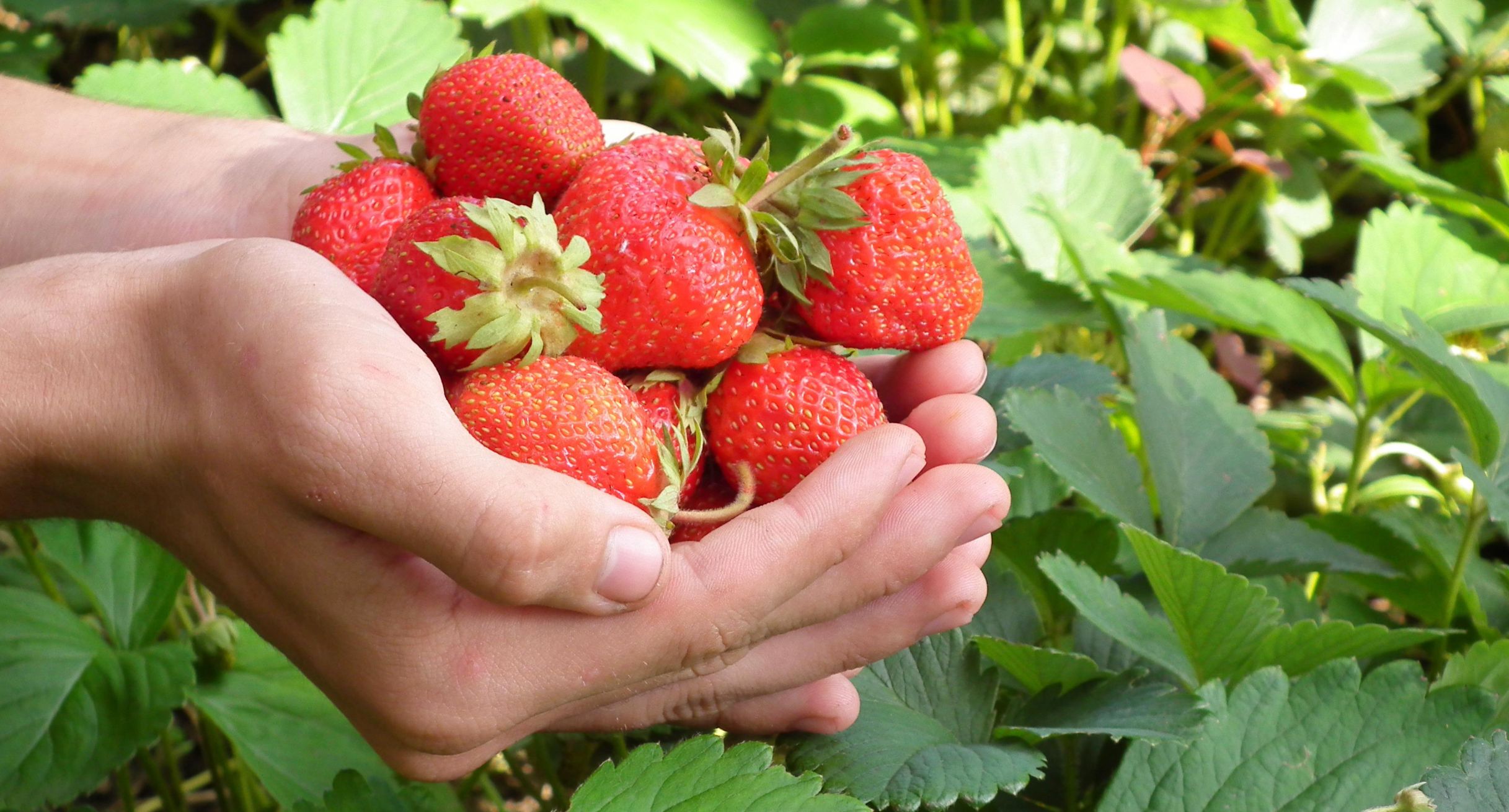 Erdbeeren auf einer Hand