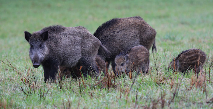 Wildschweine (Foto: © Seitler, Wildforschungsstelle)